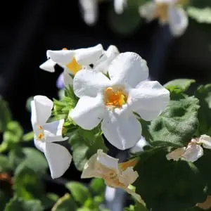  Bacopa Monnieri